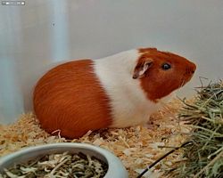 14. Große Bayerische Meerschweinchenschau 2016