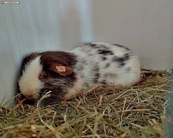 14. Große Bayerische Meerschweinchenschau 2016