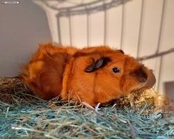 14. Große Bayerische Meerschweinchenschau 2016