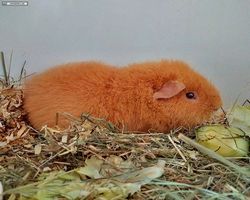 14. Große Bayerische Meerschweinchenschau 2016