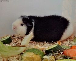 14. Große Bayerische Meerschweinchenschau 2016