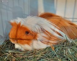 14. Große Bayerische Meerschweinchenschau 2016