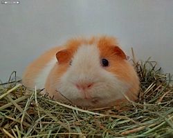 14. Große Bayerische Meerschweinchenschau 2016