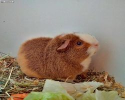 14. Große Bayerische Meerschweinchenschau 2016