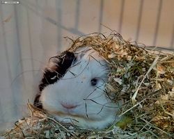 14. Große Bayerische Meerschweinchenschau 2016