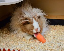 Tierheimfest - Esslingen 2014 - 06.09.2014