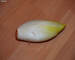 Meerschweinchen FAQ - Gemüse - Chicoree