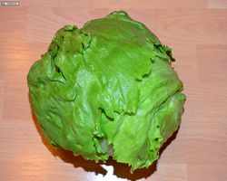 Meerschweinchen FAQ - Gemüse - Eisbergsalat