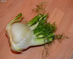 Meerschweinchen FAQ - Gemüse - Fenchel