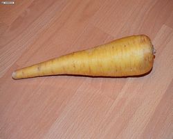 Meerschweinchen FAQ - Gemüse - Pastinake