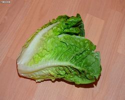 Meerschweinchen FAQ - Gemüse - Romanasalat