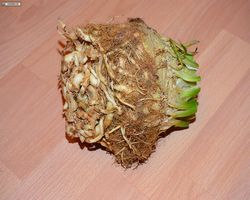 Meerschweinchen FAQ - Gemüse - Sellerie